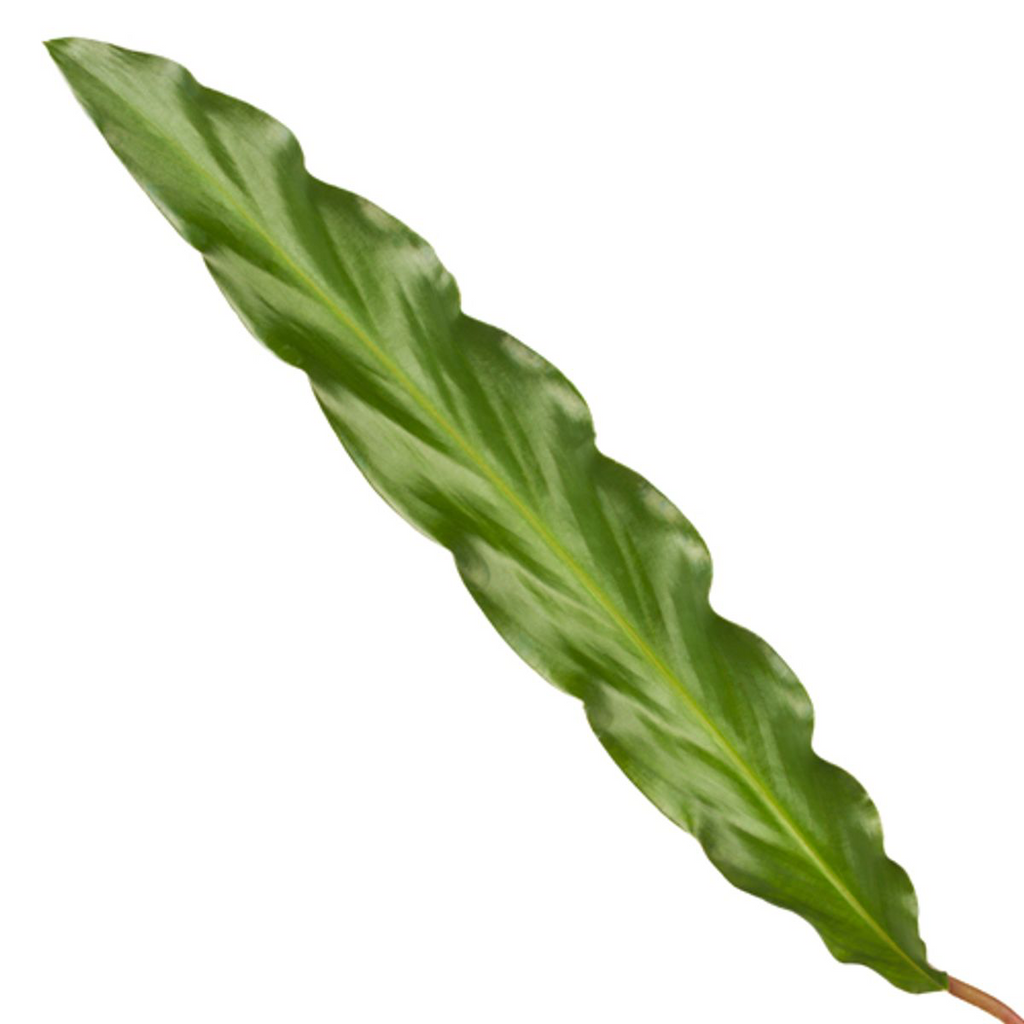 Calathea Elgergrass – Ø17 cm, 70 cm høj