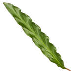 Calathea Elgergrass – Ø17 cm, 70 cm høj