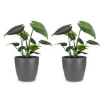 2× Monstera deliciosa (Fensterblatt) im grauen Pflanzkübel von Potter – Ø 12 cm, 30 cm hoch