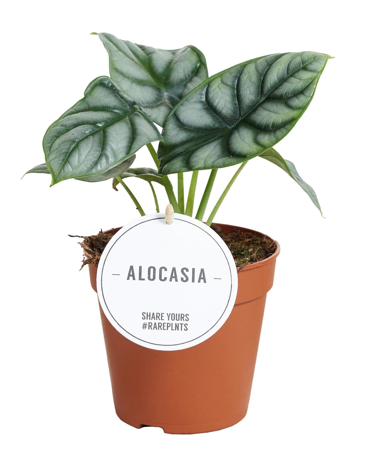 Alocasia Silver Dragon (elefantøre) – Ø12 cm, 25 cm høj