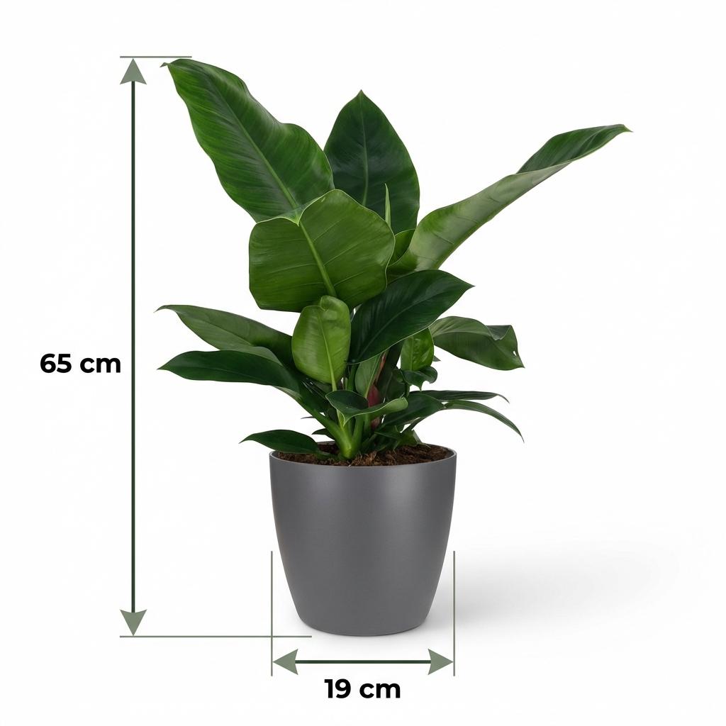 Philodendron Imperial Green dans pot de présentation gris – Ø19 cm, 65 cm de haut