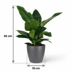 Philodendron Imperial Green dans pot de présentation gris – Ø19 cm, 65 cm de haut