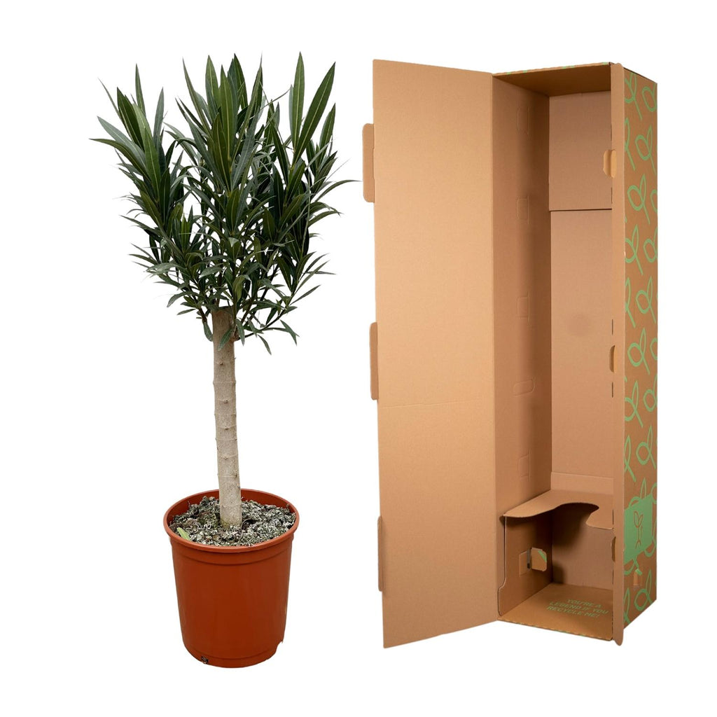 Nerium 'Oleander' standard – Ø22 cm, 110 cm high – red – photo 3