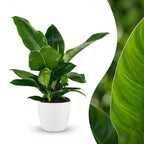 Philodendron Imperial Green dans pot de culture blanc – Ø19 cm, 65 cm de haut