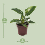 Philodendron White Princess – Ø 12 cm, 25 cm hoch