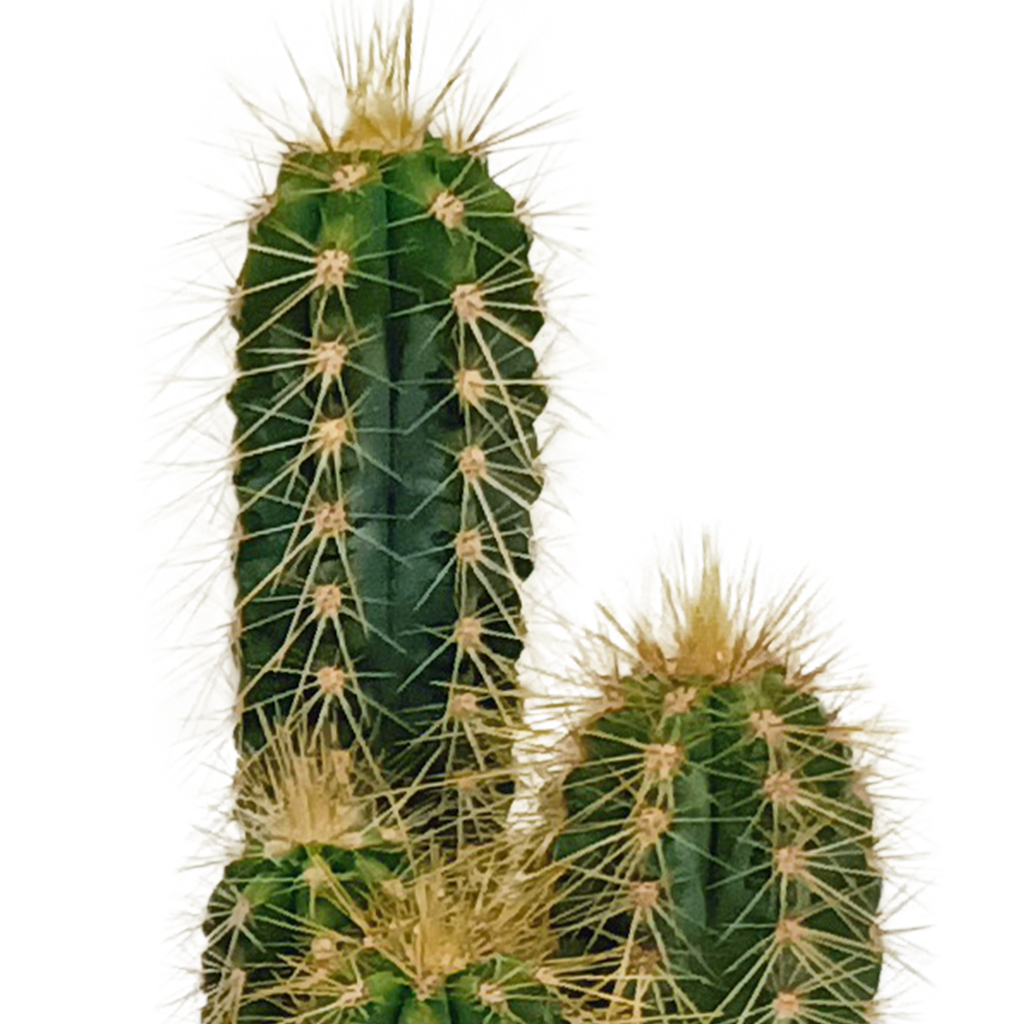 Kaktusmix (Cactaceae) uden urtepotte – Ø6 cm, 13 cm høj