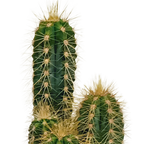 Kaktusmix (Cactaceae) uden urtepotte – Ø6 cm, 13 cm høj