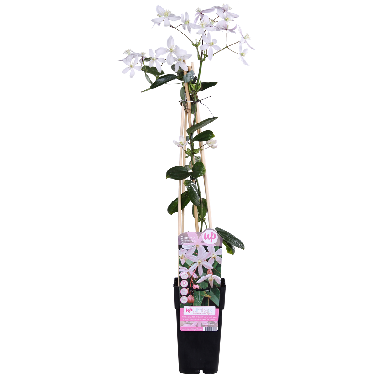 Clematis armandii 'Apple Blossom' (bosrank) – Ø15 cm, 65 cm hoog