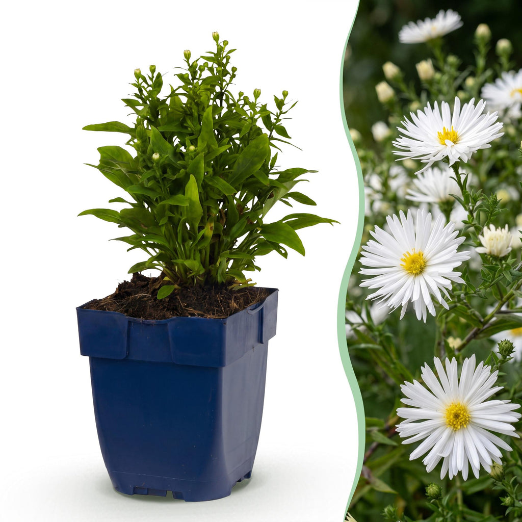Aster 'Schneekissen' – weiß – 12 Pflanzen, Ø11 cm, 15–25 cm hoch