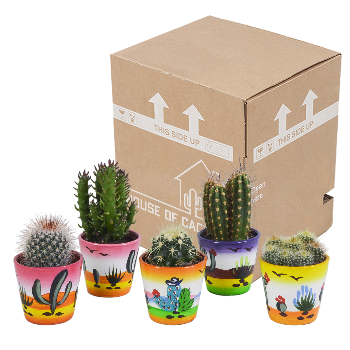 Kaktusmix (Cactaceae) – Ø6 cm, 13 cm høj