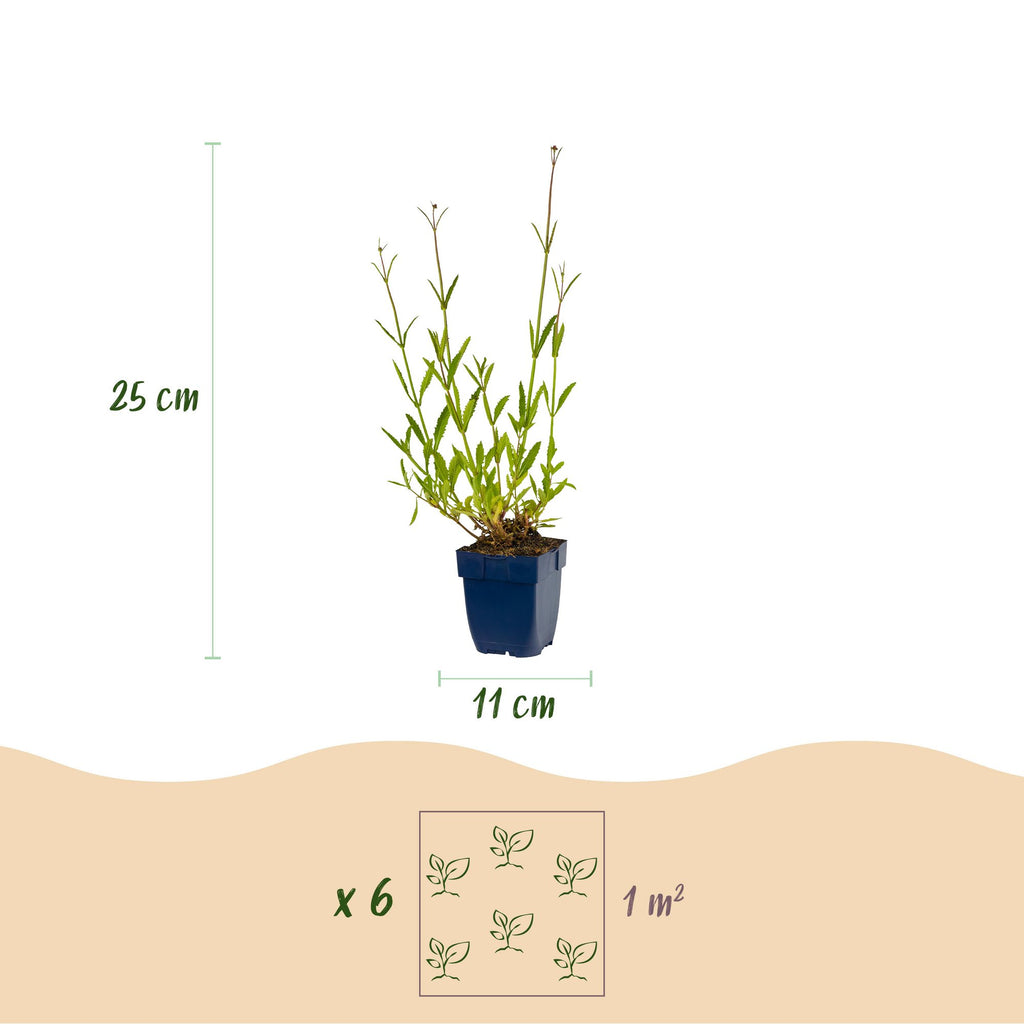 Verbena bonariensis (verveine de Buenos Aires) – violet – 12 plantes, Ø11 cm, 15–25 cm de haut – photo 3