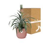 Ananas Mi Amigo i ELHO Vibes Fold 14 cm pink (ananasplante) – 40 cm høj