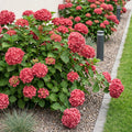 Hydrangea macrophylla 'Red' (Hortensie) – rot – Ø 17 cm, 30 cm hoch
