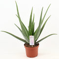 Aloe Vera – Ø 19 cm, 70 cm hoch – Art. 17924