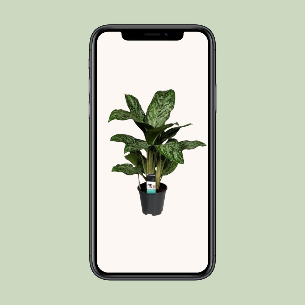 Aglaonema Greenlight (Decorum) – Ø17 cm, 60 cm hoog