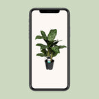 Aglaonema Greenlight (Decorum) – Ø17 cm, 60 cm hoog