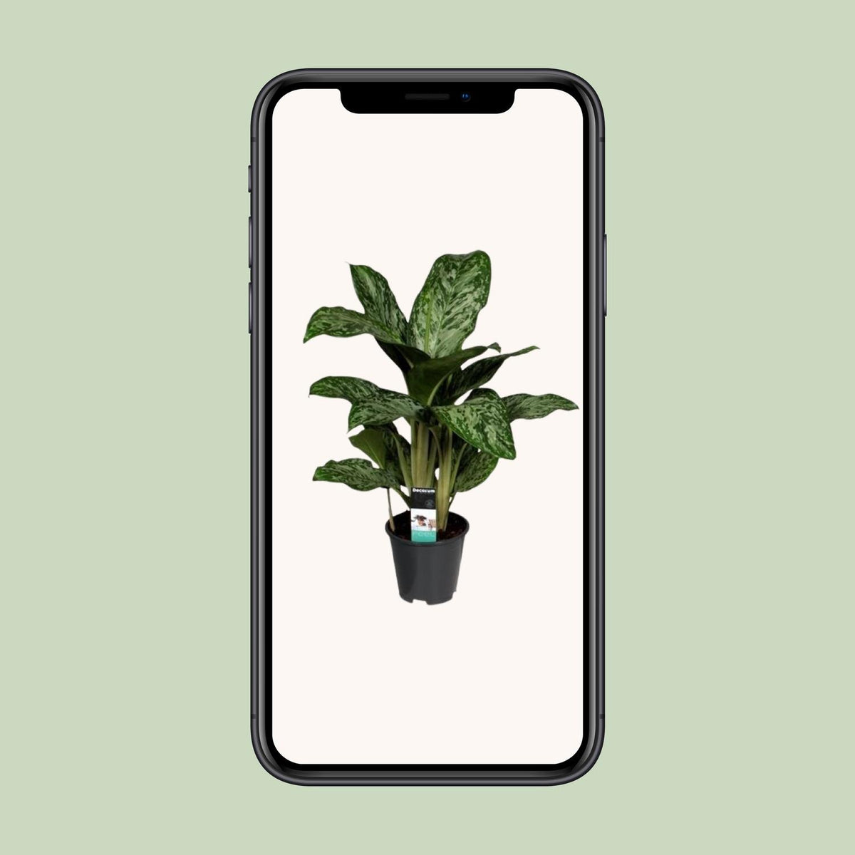 Aglaonema Greenlight (Decorum) – Ø17 cm, 60 cm hoog
