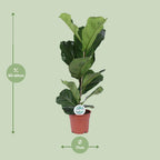 Ficus lyrata (vioolbladplant) – Ø17 cm, 60 cm hoog – art. 15925