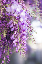 Wisteria floribunda 'Naga Noda' (Japanese wisteria) – 2 plants, Ø15 cm, 65 cm high