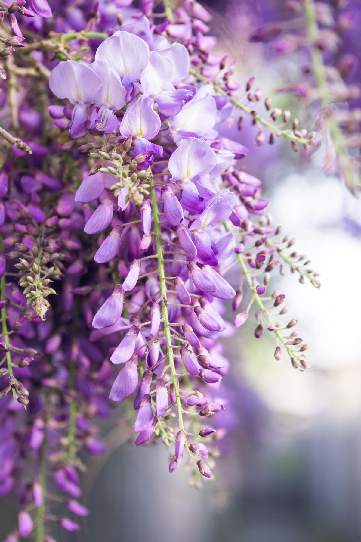 Wisteria floribunda 'Naga Noda' (Japanese wisteria) – 2 plants, Ø15 cm, 65 cm high – photo 2