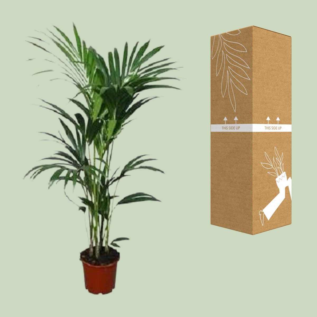 Howea forsteriana (Kentiapalme) – Ø 21 cm, 120 cm hoch – Art. 2897