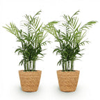 2× Goudpalm (Dypsis) met mand – Ø12 cm, 15 cm hoog