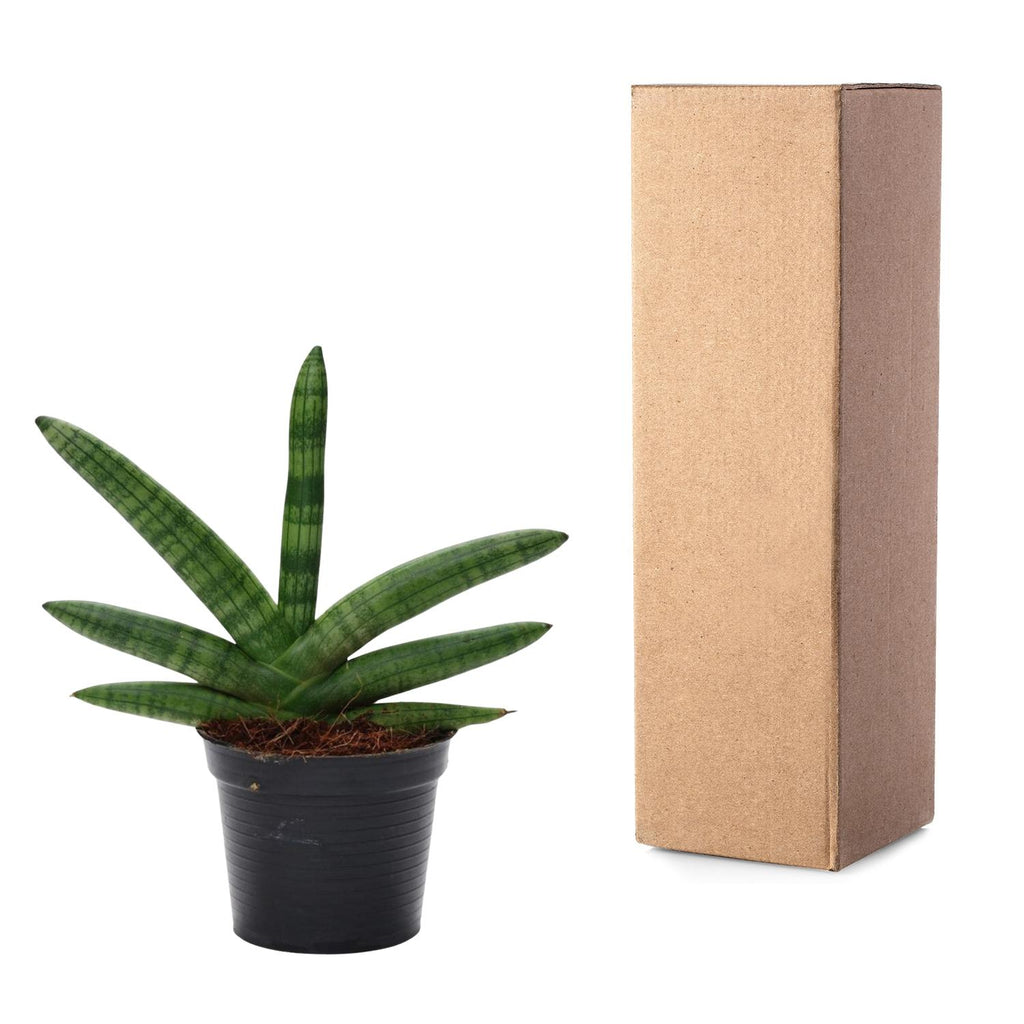 Sansevieria Skyline (svigermors tunge) – Ø10 cm, 25 cm høj – billede 3
