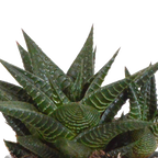 Gasteria/Haworthia mix in terracotta pot – Ø9 cm, 18 cm hoog