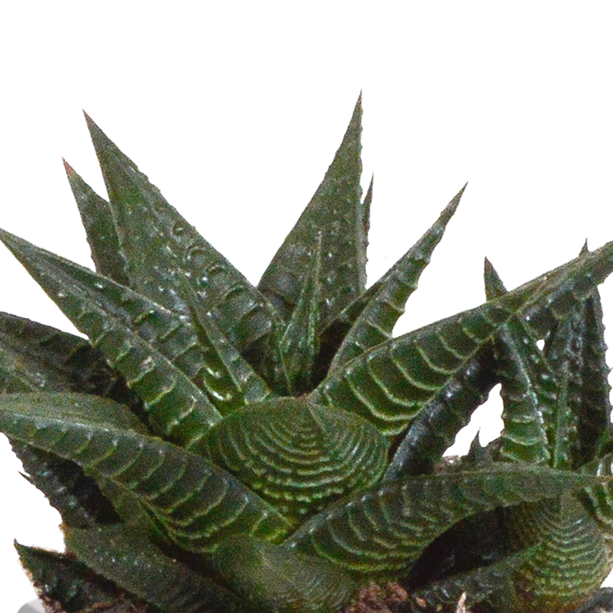 Gasteria/Haworthia mix in terracotta pot – Ø9 cm, 18 cm hoog