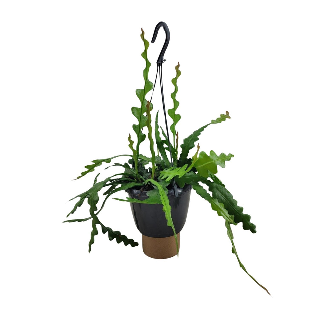 Epiphyllum Anguliger (Cactaceae) – Ø14 cm, 35 cm de haut