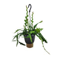 Epiphyllum Anguliger (Cactaceae) – Ø14 cm, 35 cm de haut