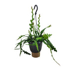 Epiphyllum Anguliger (Cactaceae) – Ø14 cm, 35 cm de haut
