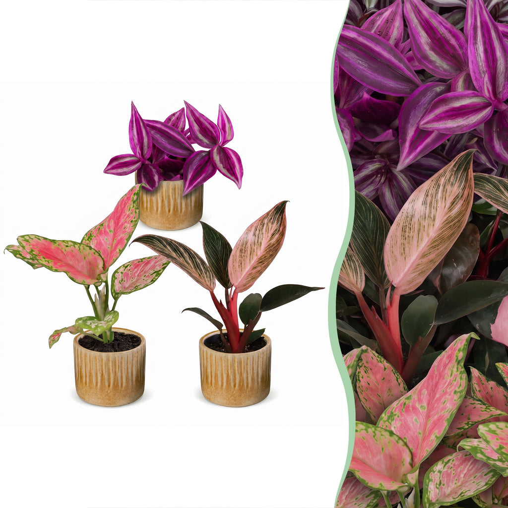 3× Baby Plants Paradise Mix incl. Linnea Honey – Ø6 cm, 10–15 cm tall