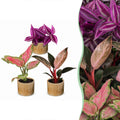 3× Baby Plants Paradise Mix incl. Linnea Honey – Ø6 cm, 10–15 cm tall