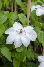 Clematis 'Miss Bateman' (Waldrebe) – Ø15 cm, 65 cm hoch