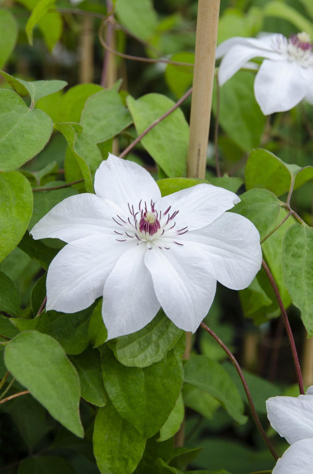 Clematis 'Miss Bateman' (bosrank) – Ø15 cm, 65 cm hoog