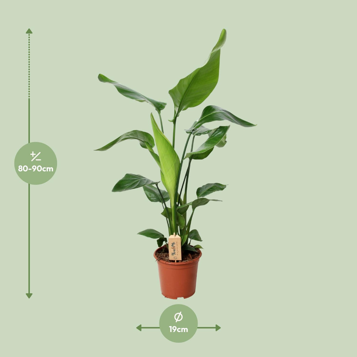 Strelitzia nicolai (weiße Paradiesvogelblume) – Ø 19 cm, 90 cm hoch – Art. 12532