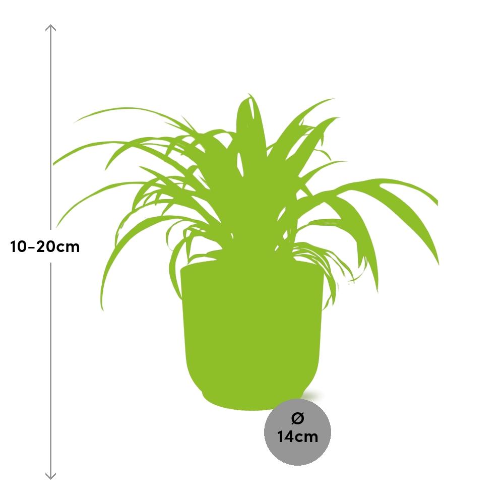 Chlorophytum comosum Variegatum in ELHO Vibes Fold 14cm geel (graslelie) – 10 cm hoog – foto 3