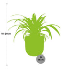 Chlorophytum comosum Variegatum in ELHO Vibes Fold 14cm geel (graslelie) – 10 cm hoog