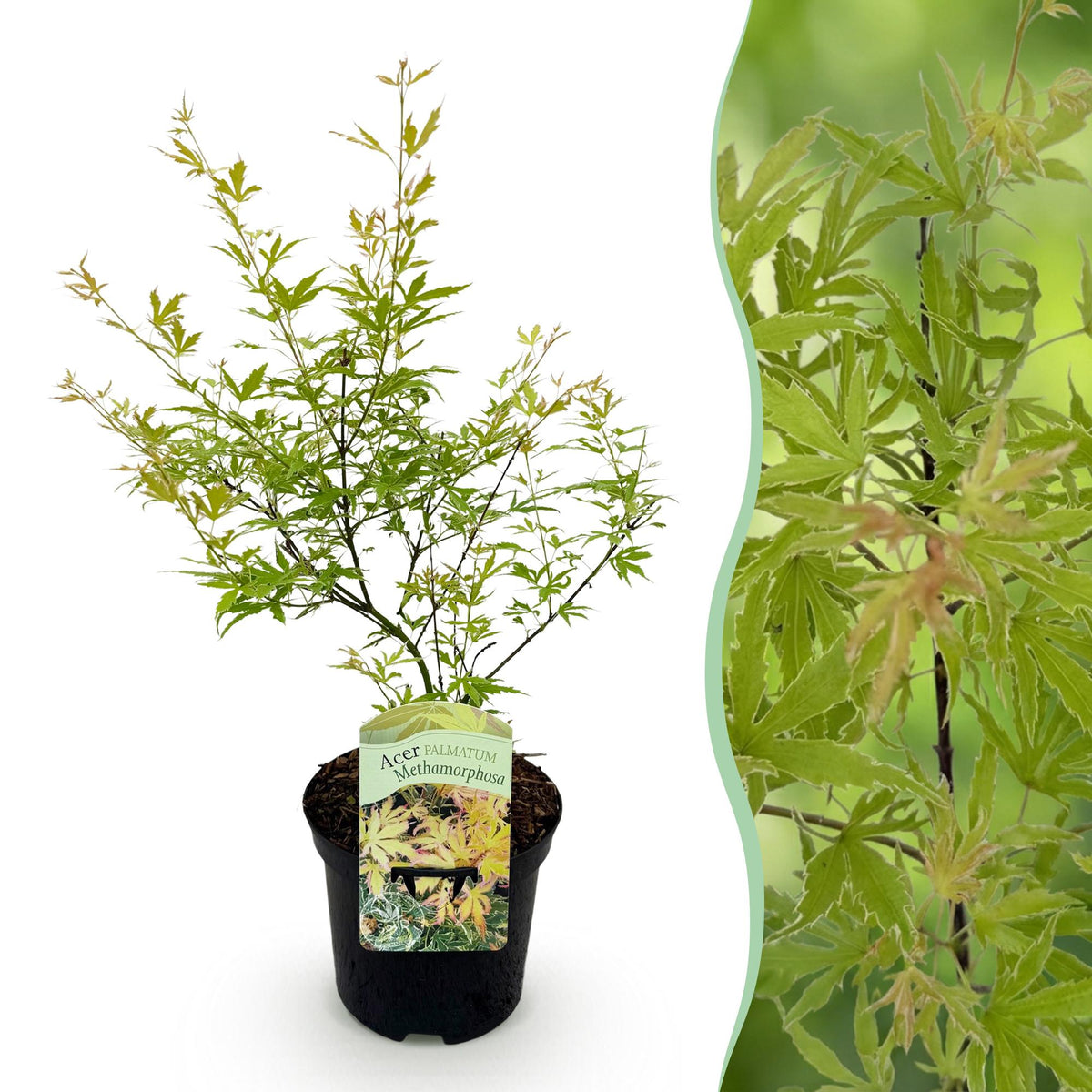 Acer palmatum 'Methamorphosa' (Japanse esdoorn) – Ø19 cm, 70 cm hoog
