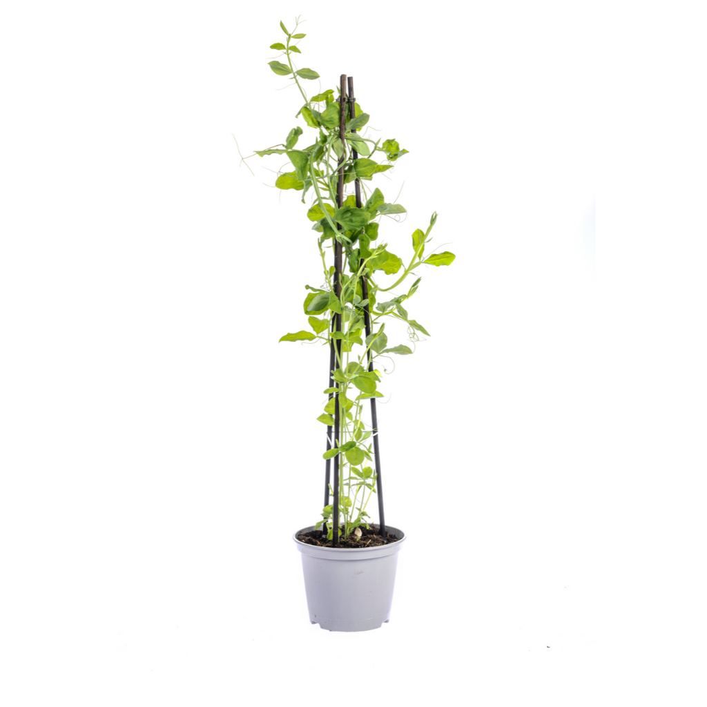 Rhodochiton, 'Cobea, Lathyrus &amp; Ipomoea' (violette Glockenblumenranke) – 4 Pflanzen, Ø13 cm, 60 cm hoch – Bild 5