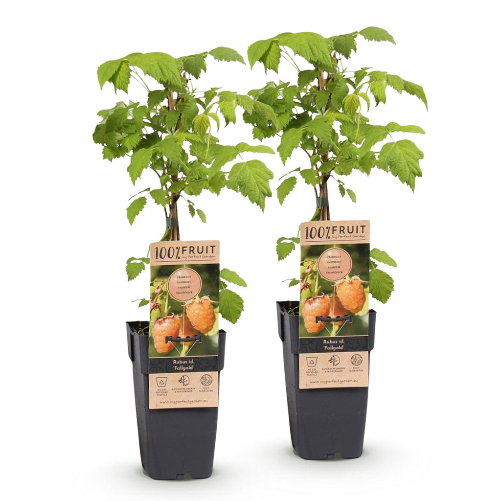 Rubus idaeus 'Fallgold' (raspberry plant) – 2 plants, Ø15 cm, 50 cm high – photo 2