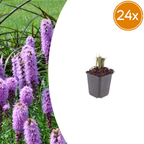 Liatris spicata (Blut-Liatris) – 24 Pflanzen, Ø9 cm, 10–25 cm hoch