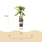 Actinidia arguta 'Weiki' (kiwiplant) – Ø15 cm, 50 cm hoog