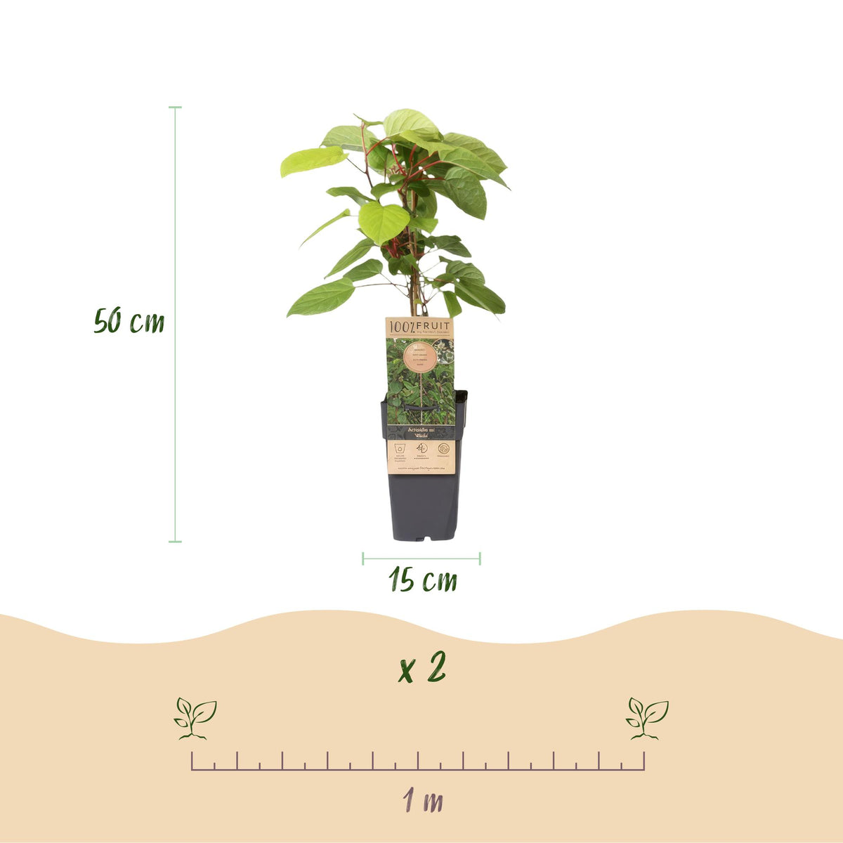 Actinidia arguta 'Weiki' (kiwiplant) – Ø15 cm, 50 cm hoog
