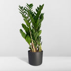 Zamioculcas zamiifolia (Glücksfeder) – Ø 17 cm, 70 cm hoch – Art. 2902