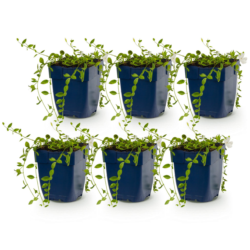 Vinca minor alba (pervenche) – blanc – 6 plantes, Ø11 cm, 15–25 cm de haut – photo 2