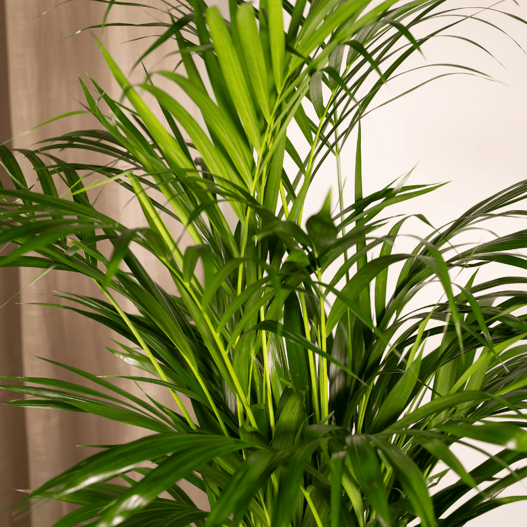 Areca palm (Dypsis) – Ø17 cm, 70 cm hoog