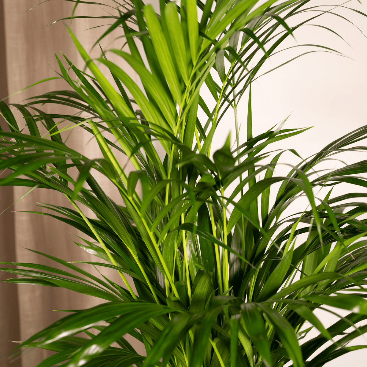 Areca-Palme (Dypsis) – Ø 17 cm, 70 cm hoch