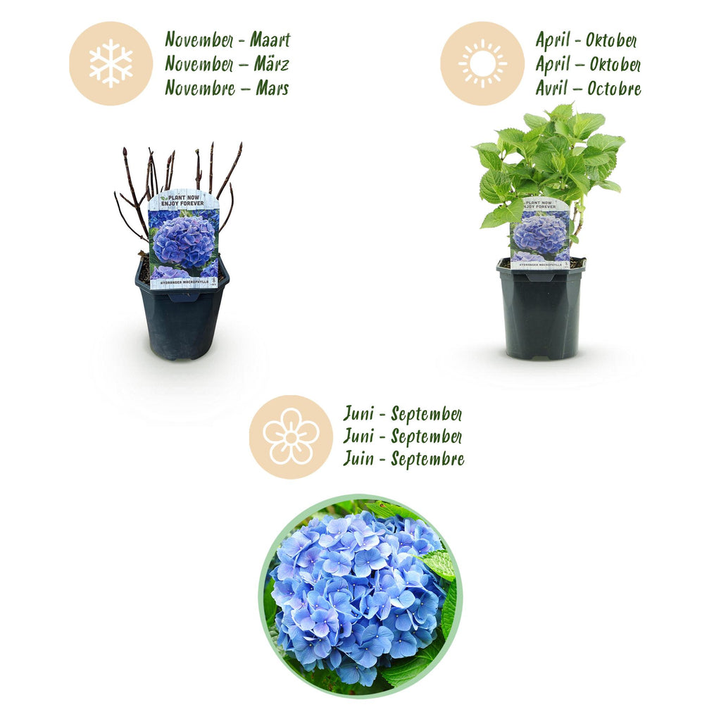 Hydrangea macrophylla (hydrangea) – blue – 3 plants, Ø17 cm, 30 cm high – photo 6